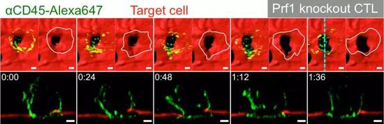 之前CTL細(xì)胞扒拉靶細(xì)胞的細(xì)胞膜 ，莫非是在“叩開牙關(guān)”
